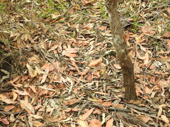 Arthrochilus prolixus