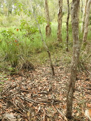 Arthrochilus prolixus