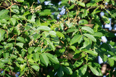 Lagerstroemia speciosa