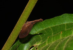 Lycoderes