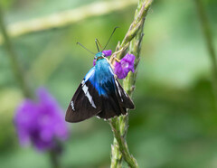 Astraptes