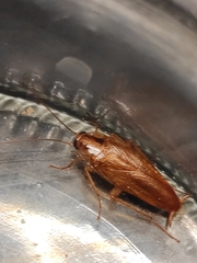 Blattella germanica