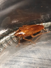 Blattella germanica
