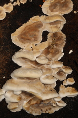 Bjerkandera fumosa