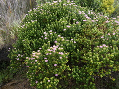 Pimelea ferruginea