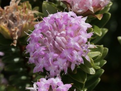 Pimelea ferruginea