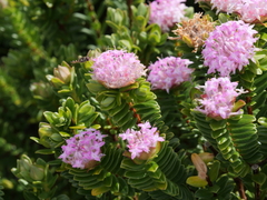 Pimelea ferruginea