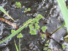 Azolla pinnata