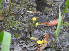 Utricularia aurea