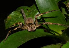 Phoneutria fera