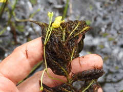 Utricularia aurea