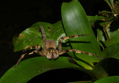 Phoneutria fera