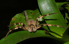 Phoneutria fera