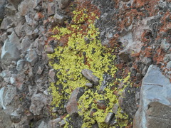 Acarosporaceae