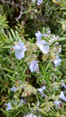 Salvia rosmarinus