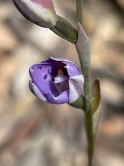 Thelymitra ixioides