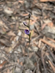 Thelymitra ixioides