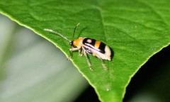 Paratriarius