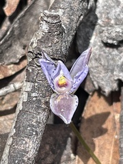 Thelymitra ixioides