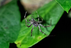 Wagneriana