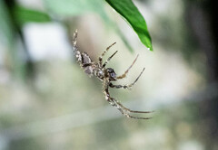 Wagneriana