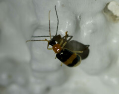 Diabroticina