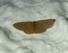Cosymbiini