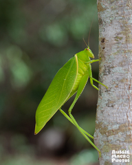 Paracaedicia serrata