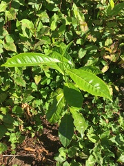 Camellia sinensis