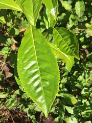 Camellia sinensis