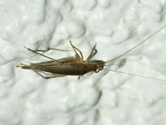 Aphonoidini