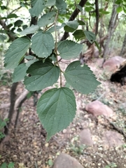 Celtis africana