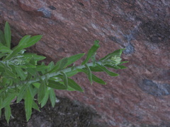 Pseudognaphalium biolettii