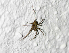 Acanthoctenus