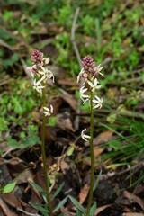 Stackhousia subterranea