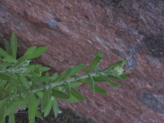 Pseudognaphalium biolettii