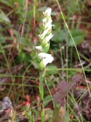 Spiranthes arcisepala