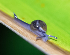 Ovachlamys