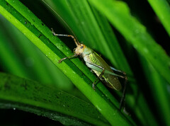 Ischnomela pulchripennis