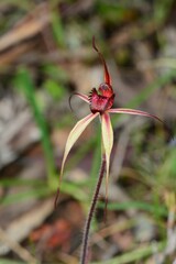 Caladenia ampla