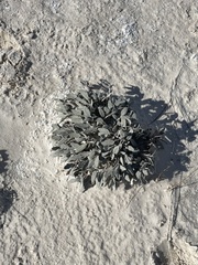 Abronia angustifolia