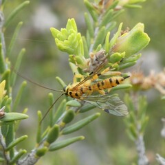 Xanthopimpla rhopaloceros