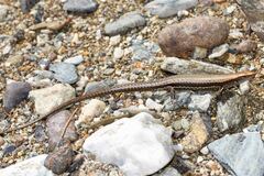 Caledoniscincus austrocaledonicus