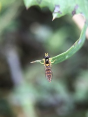 Sphaerophoria macrogaster