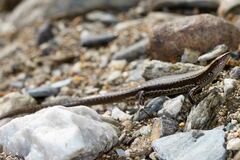 Caledoniscincus austrocaledonicus