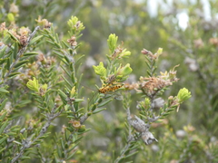 Xanthopimpla rhopaloceros