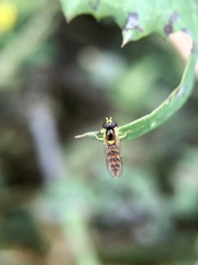 Sphaerophoria macrogaster