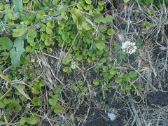 Dichondra brevifolia