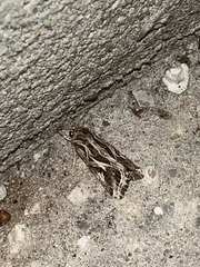 Spodoptera pulchella