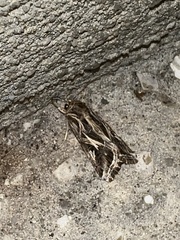 Spodoptera pulchella